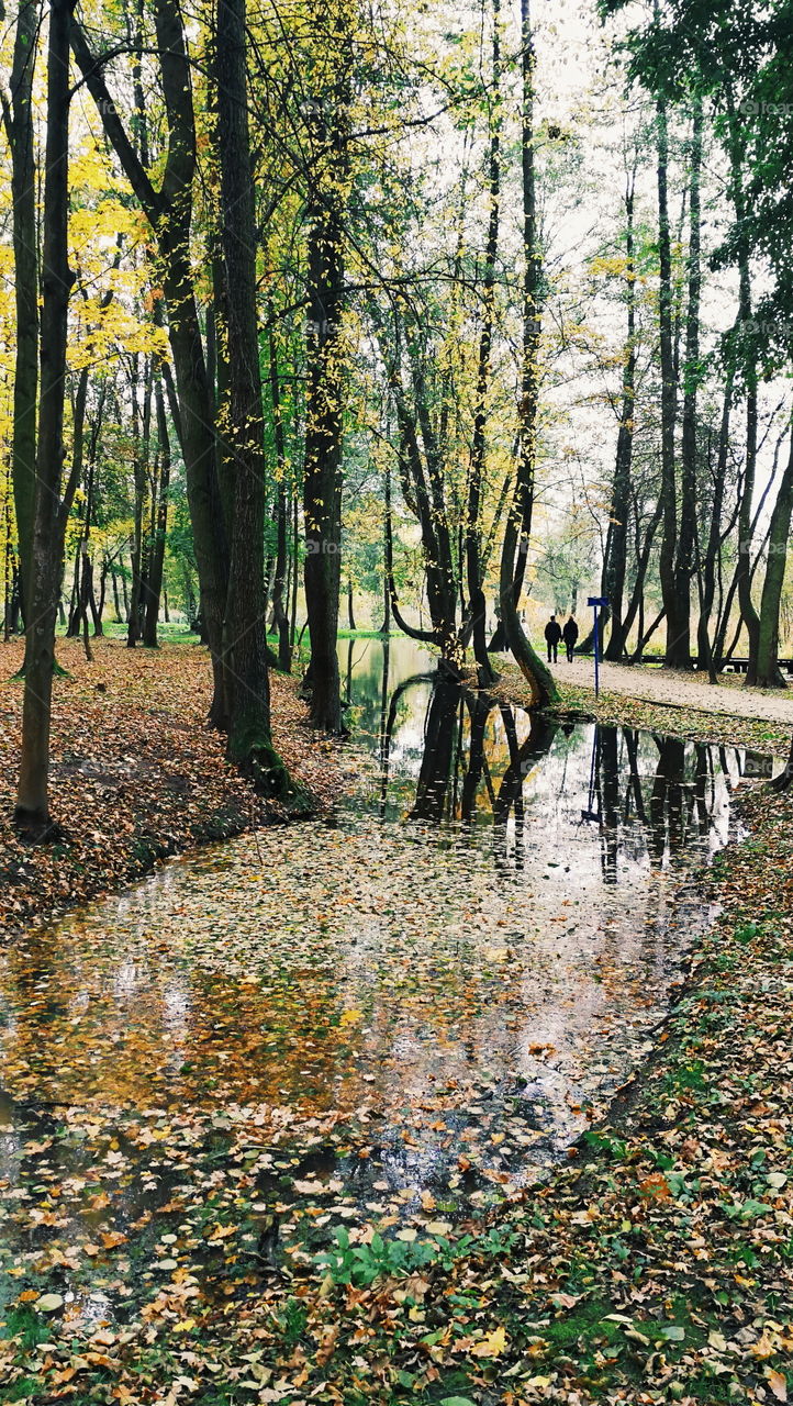 Wood, Leaf, Nature, Fall, Tree