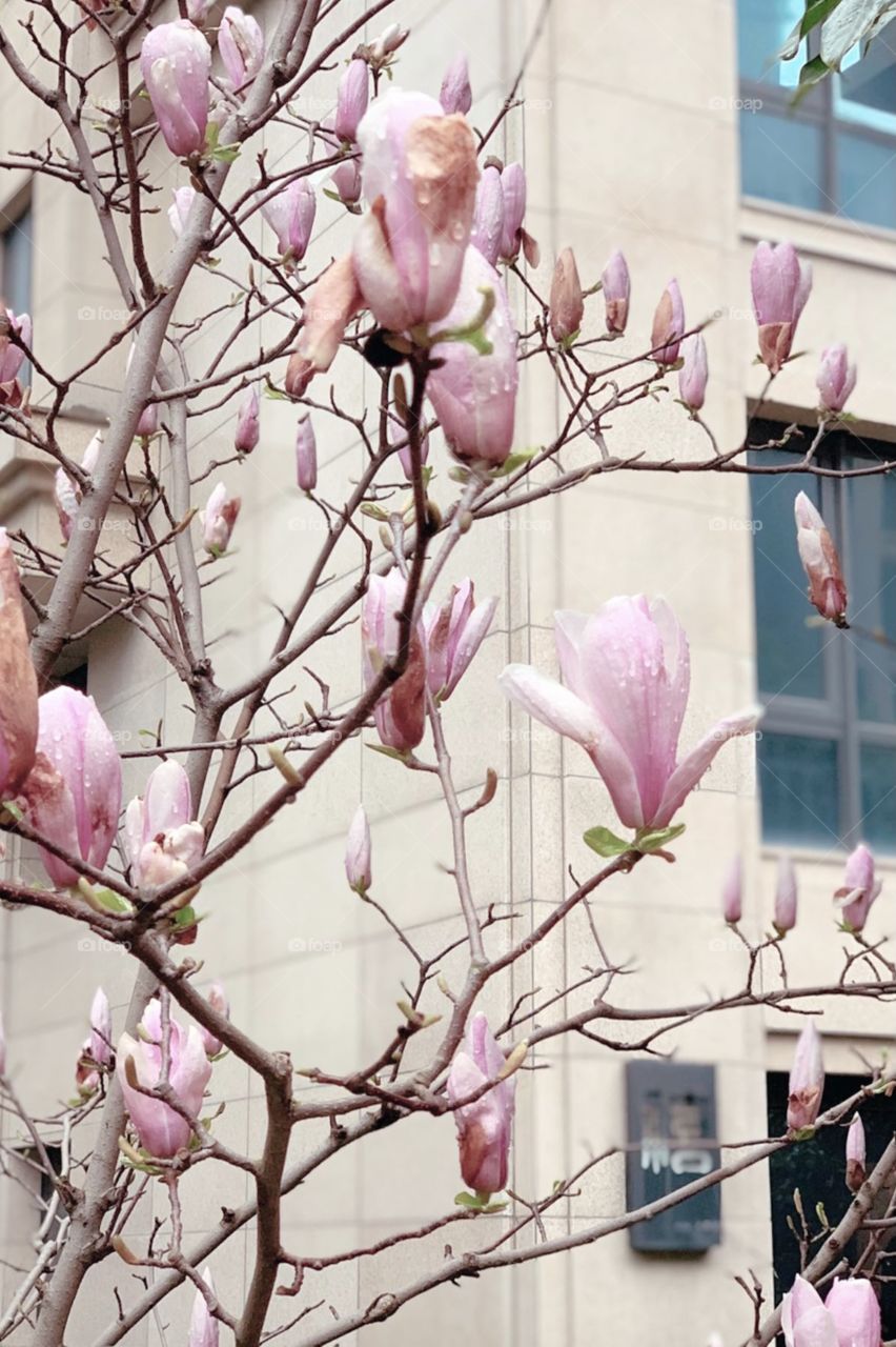 Magnolia blossoms 