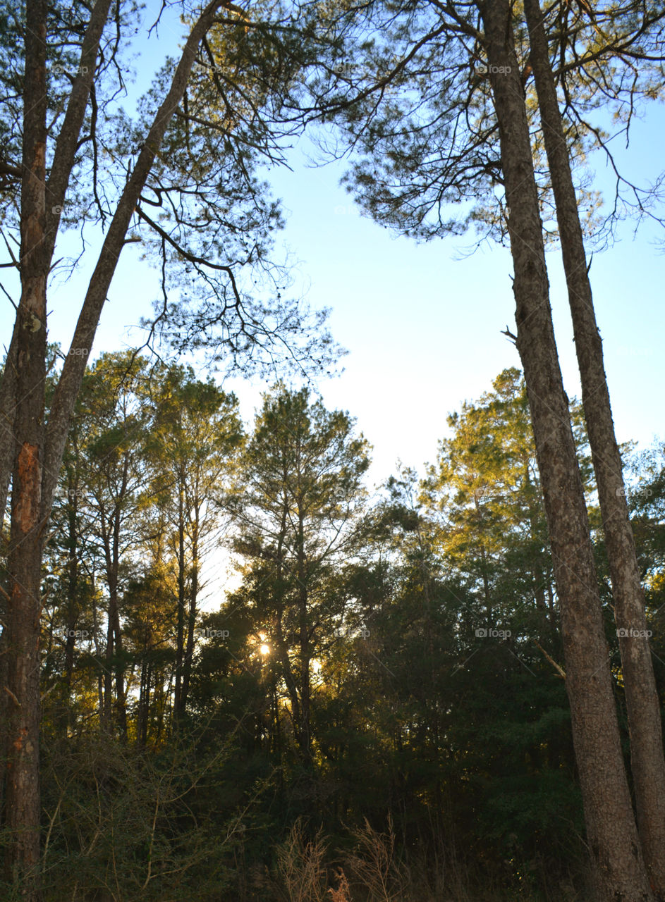 A Forest in every season! The forest's smell was fresh and organic! You could hear rustling as the wildlife scattered as the twigs were crunching under my feet. The trees were the towers of the forest. There are forests for all four seasons which display their own individual characteristics!