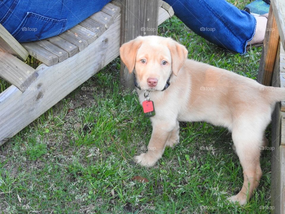 Milo the little, yellow lab puppy