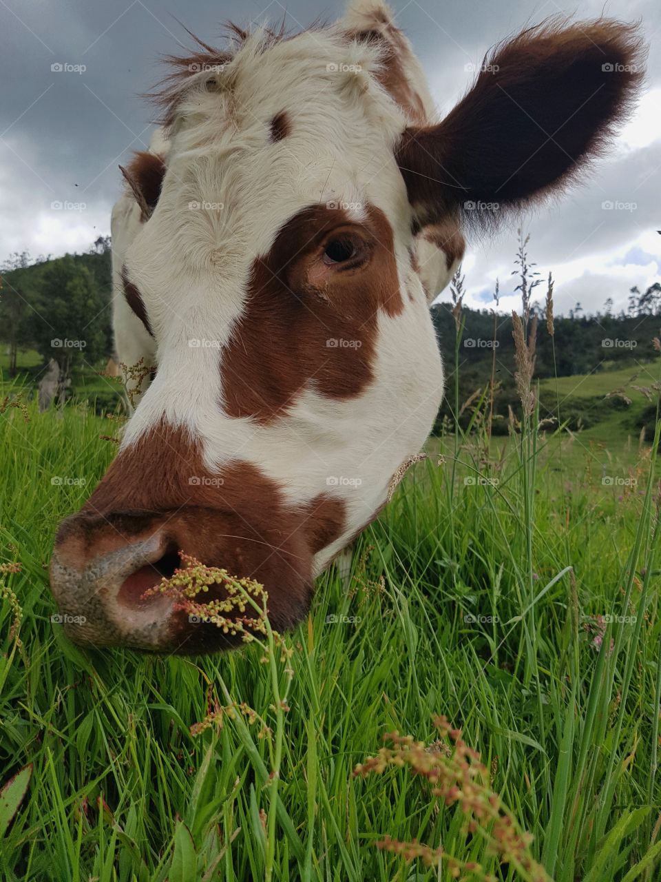 gacela cow