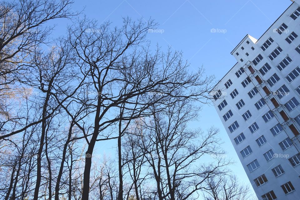 Treetops against a clear sky