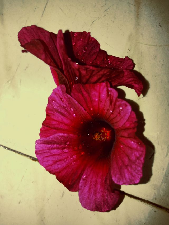 red flower 💐