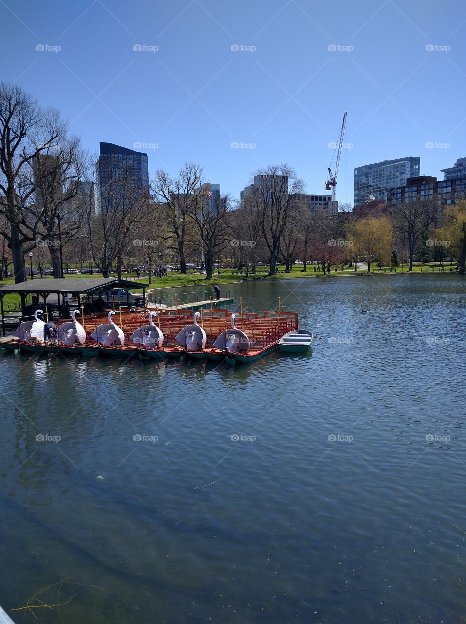 Swan Boats Awaiting