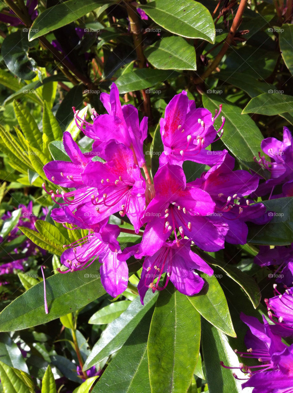 flower purple leaves rhododendron by craigcpaterson