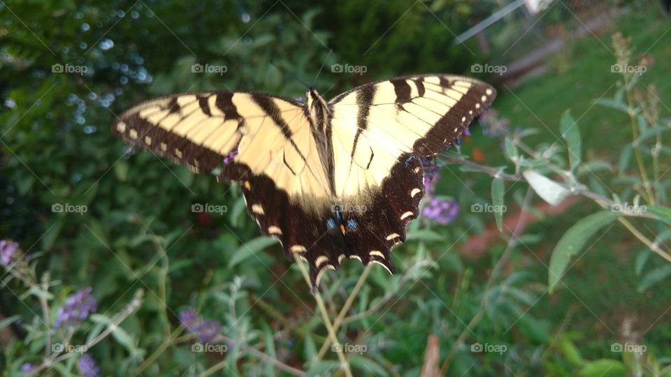 Nature, Butterfly, Outdoors, Insect, Flower
