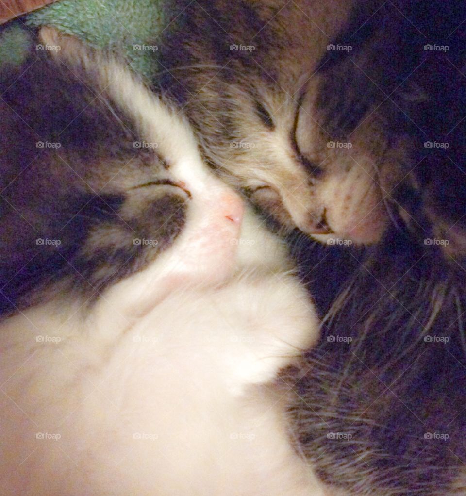 Sleepy kittens 