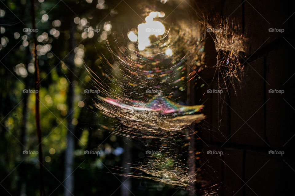 Sunset light effect on a spider web , nature is beautifull