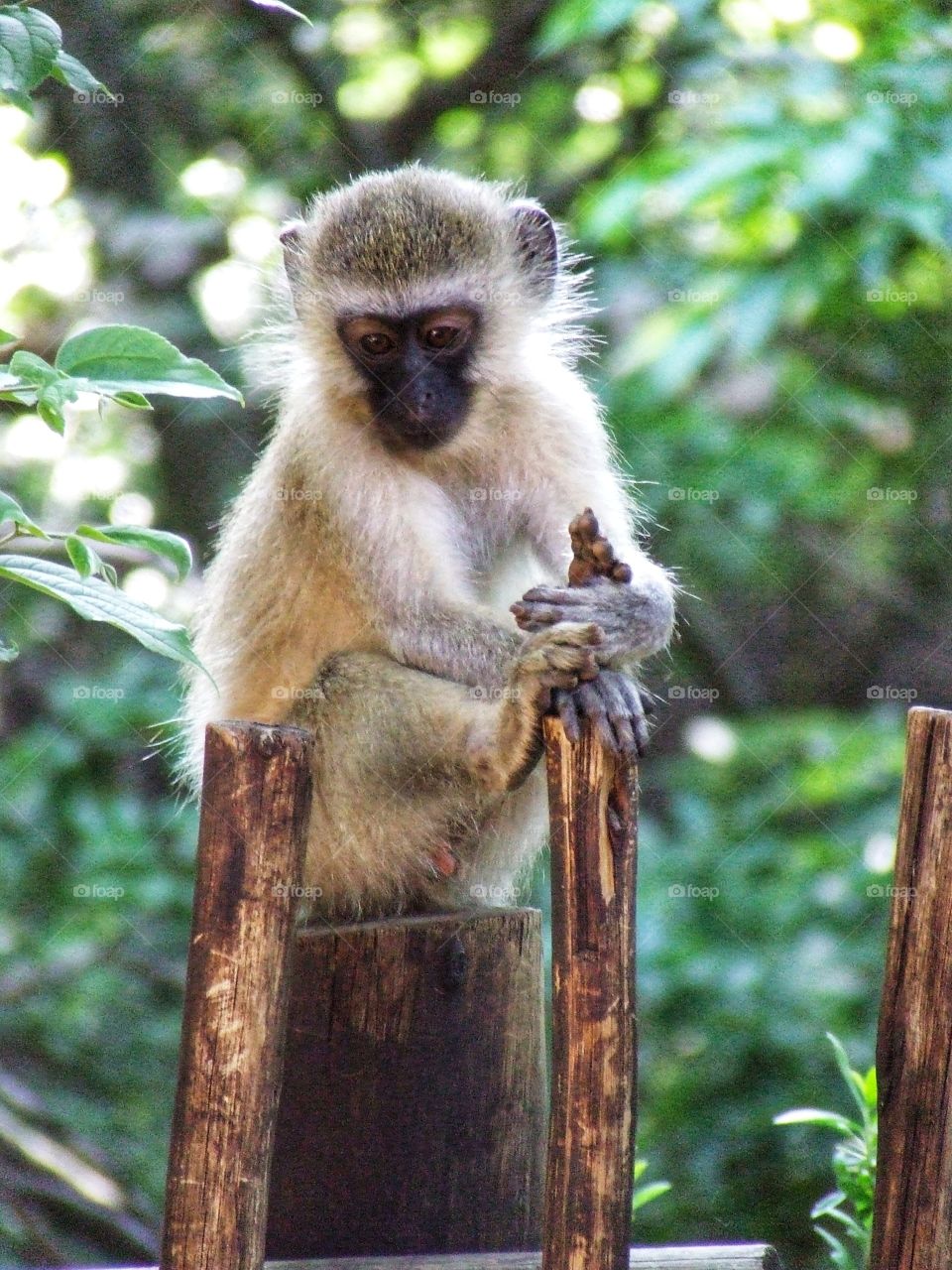 Monkey photo capturing their curious nature.