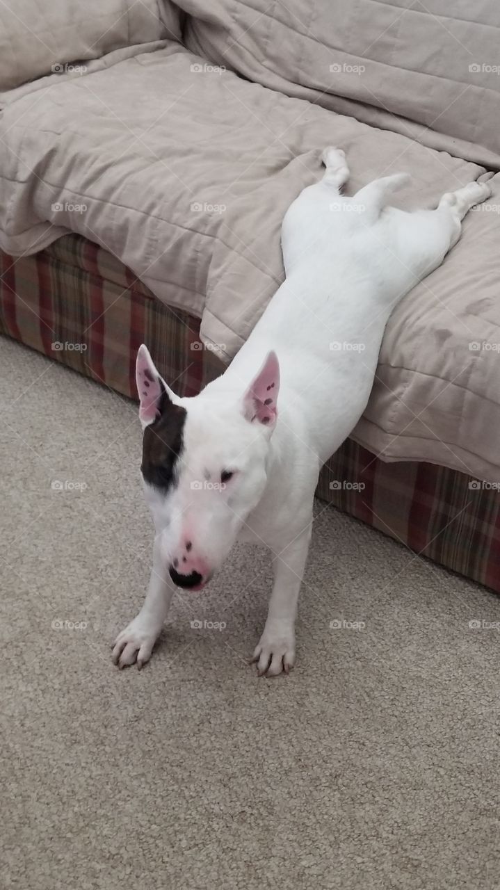 Funny Miniature Bull Terrier