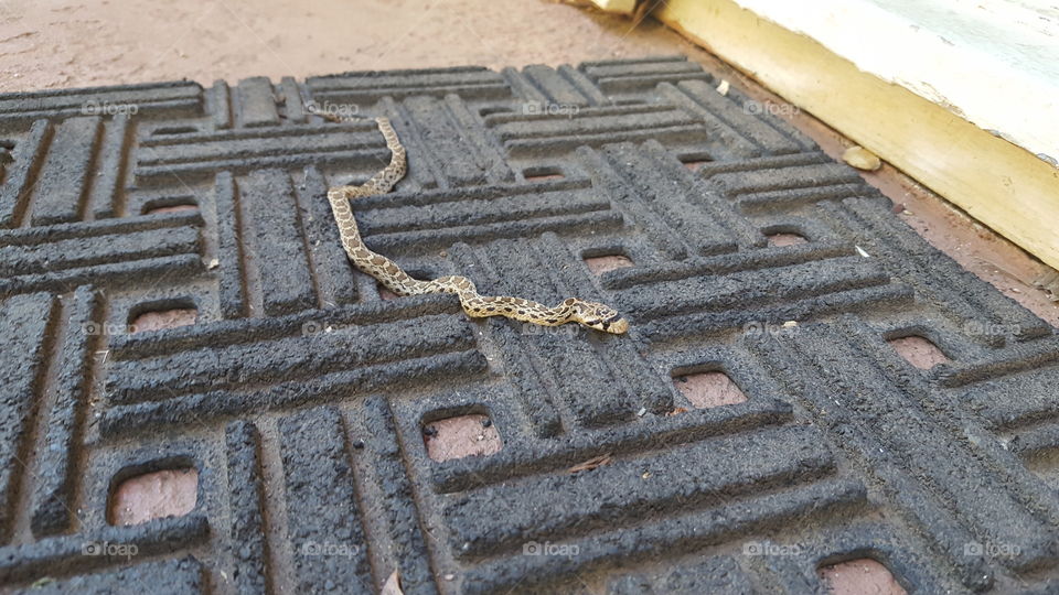 small snake on doormat