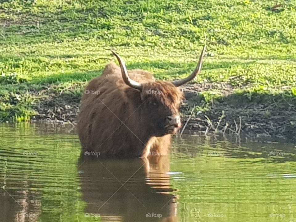 Scottish Highlander in the water.