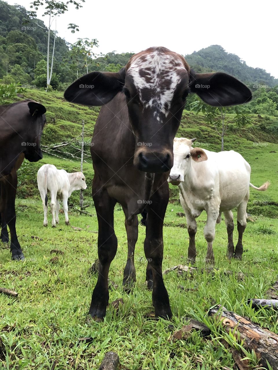 Bois e vacas no pasto olhando para a câmera