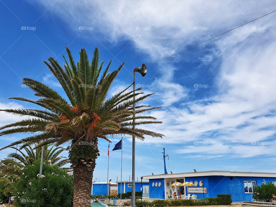 Palm, Porto San Giorgio, Italy