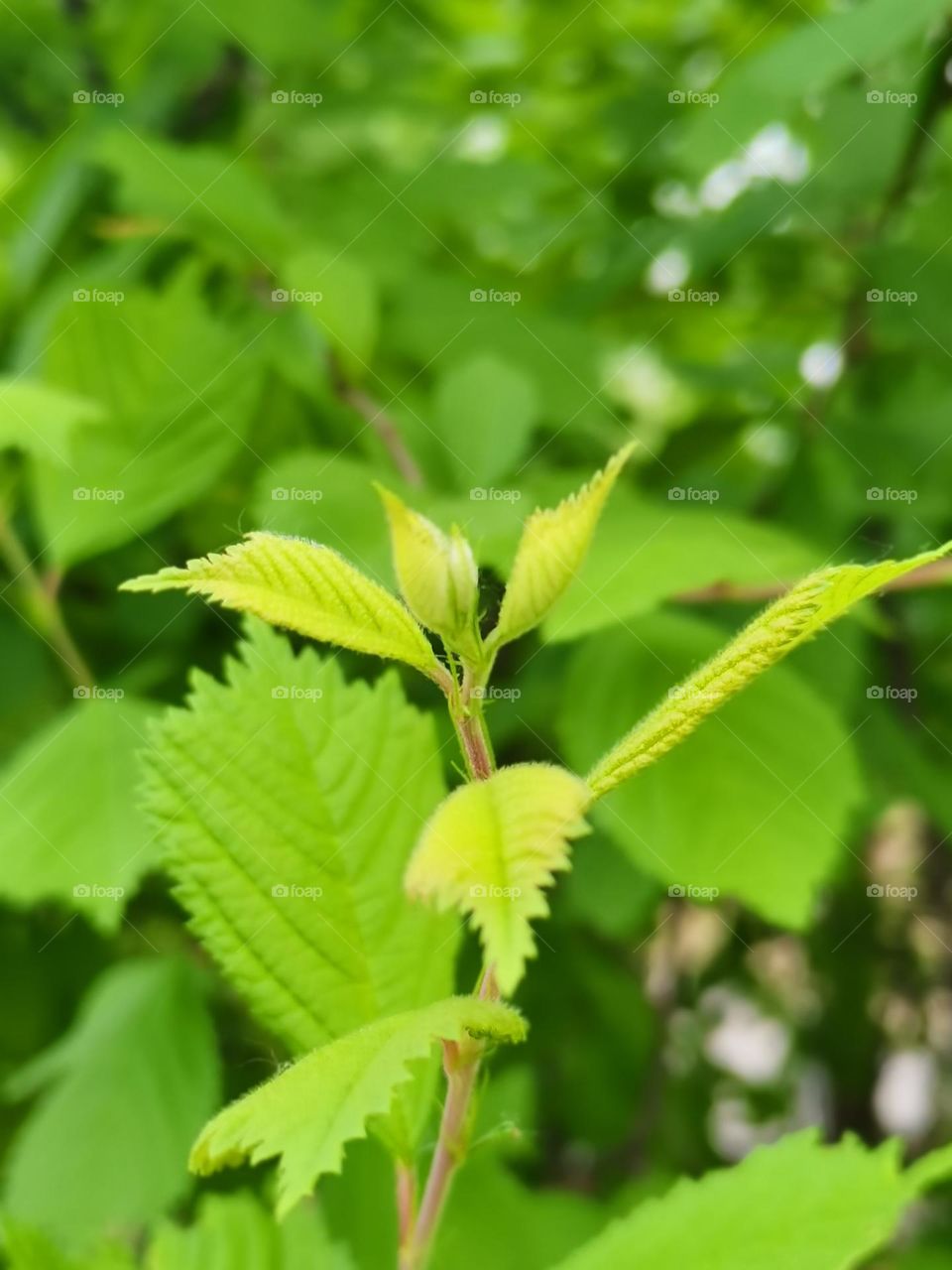 green leaves