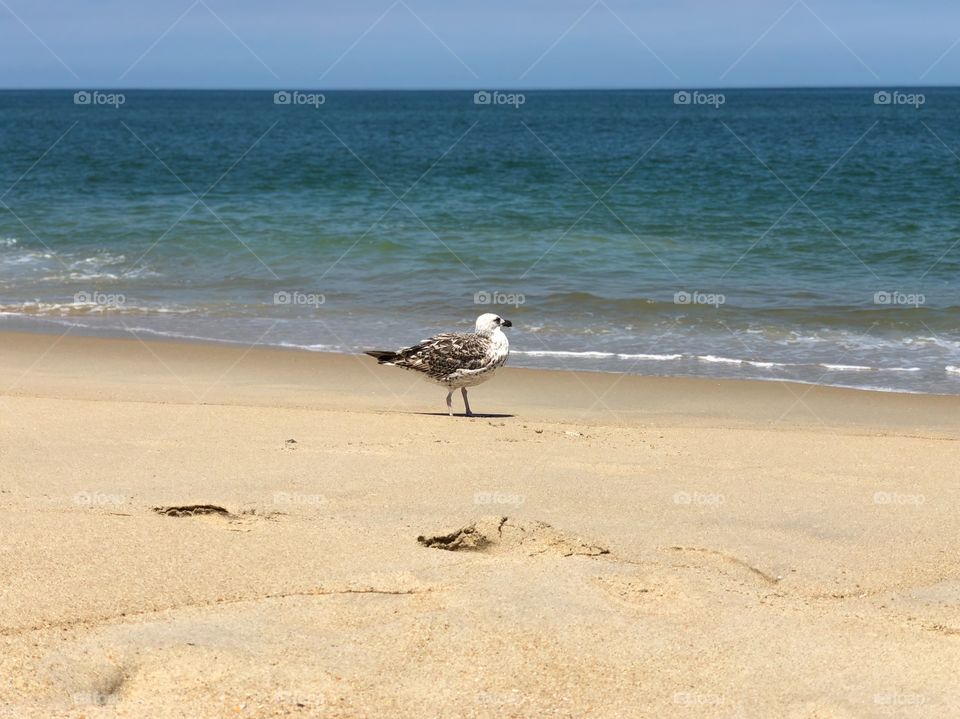 Seagull on the sand by the sea. 