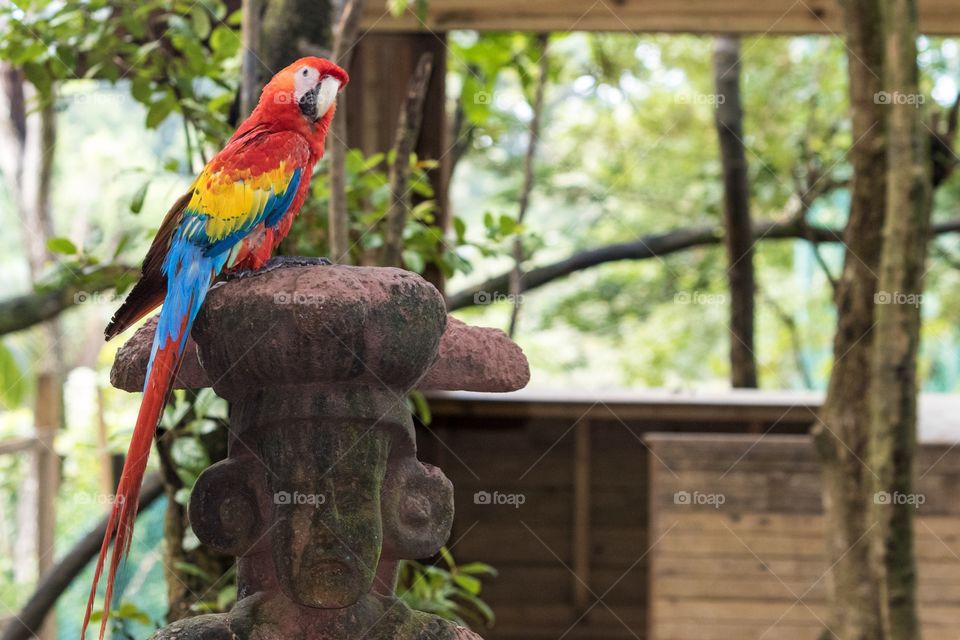 RED macaw parrot