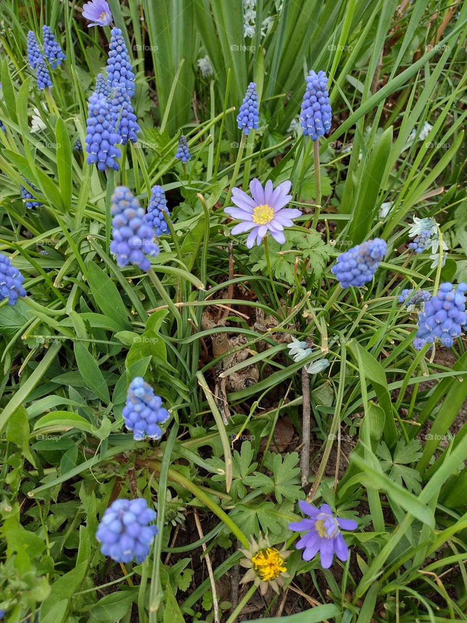 Grape Hyacinths and Balkin Anemone