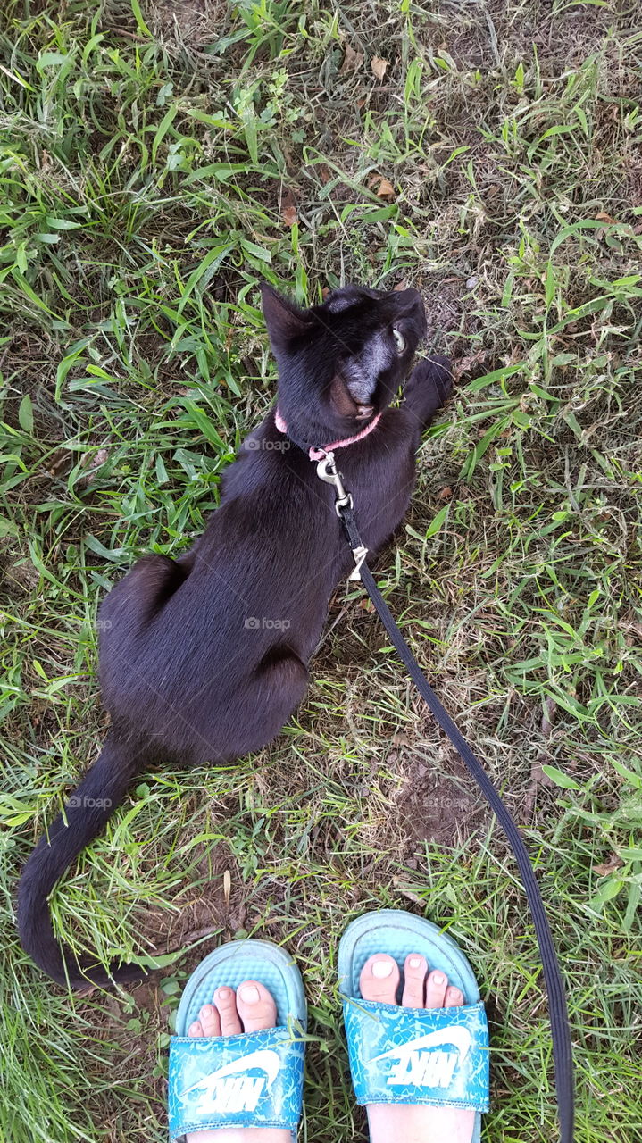 Taking cat for a walk on a leash