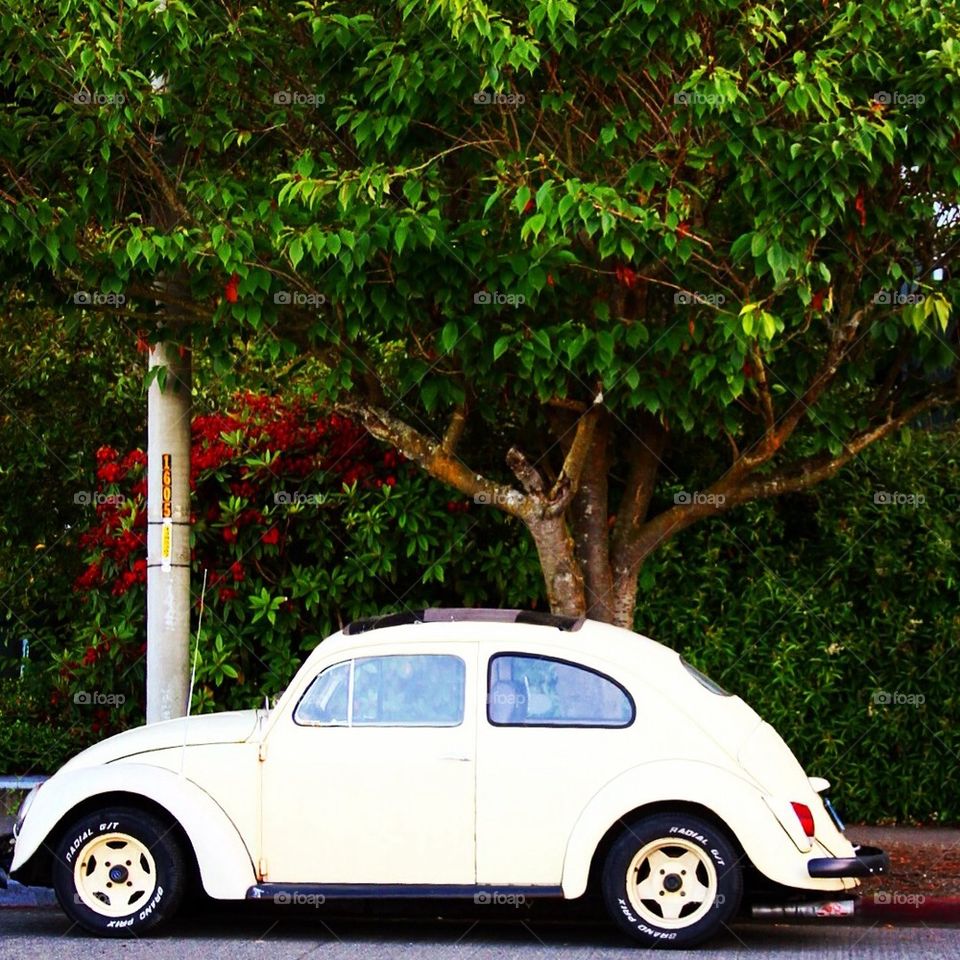 Vw bug