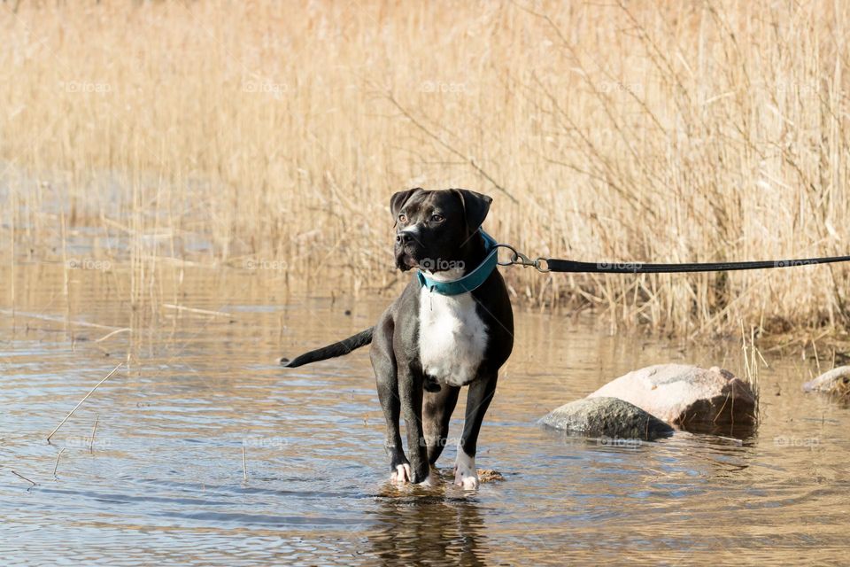Dog balancing on a small rock in the lake while taking a walk on sunny day with soft sunlight 