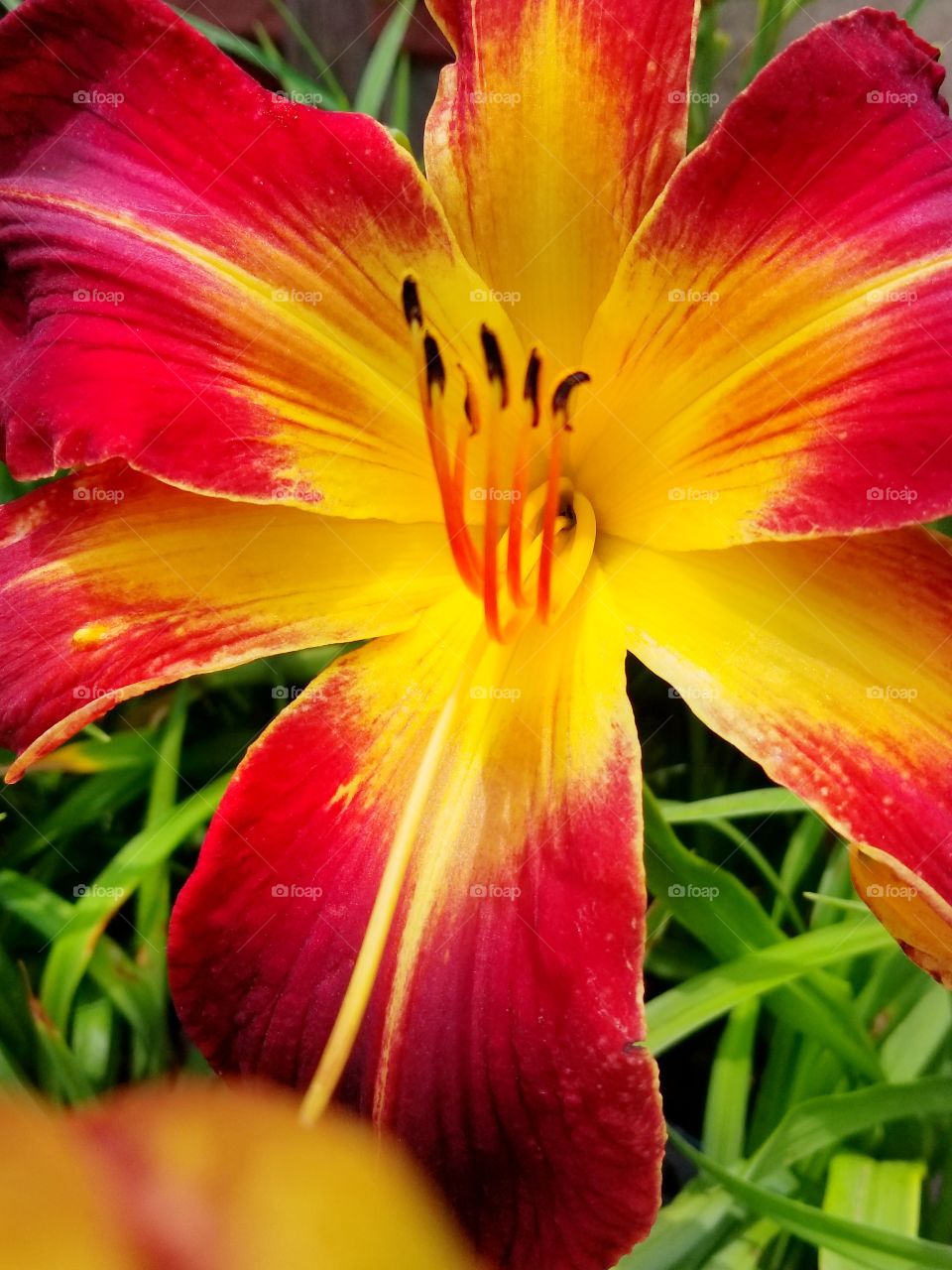 tiger lilly