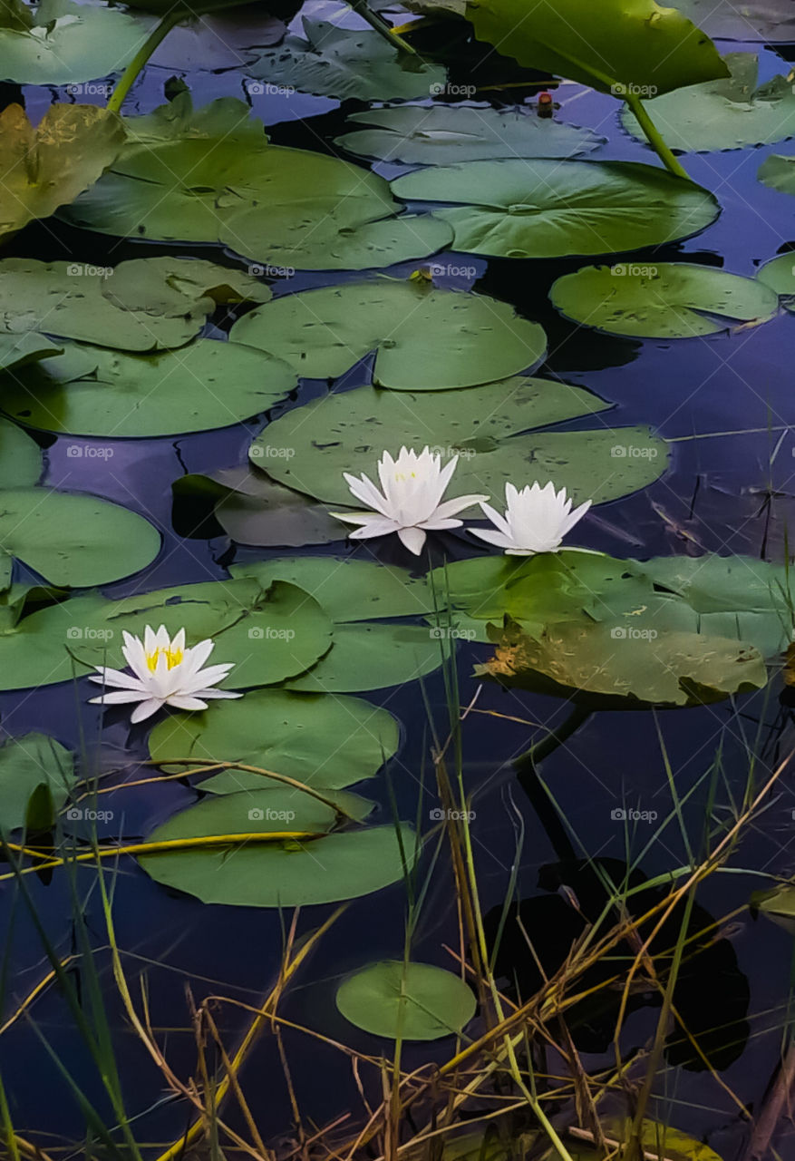 Fragant waterlily, white with yellow center blooming and giving the lake a sparkle of color in Florida.