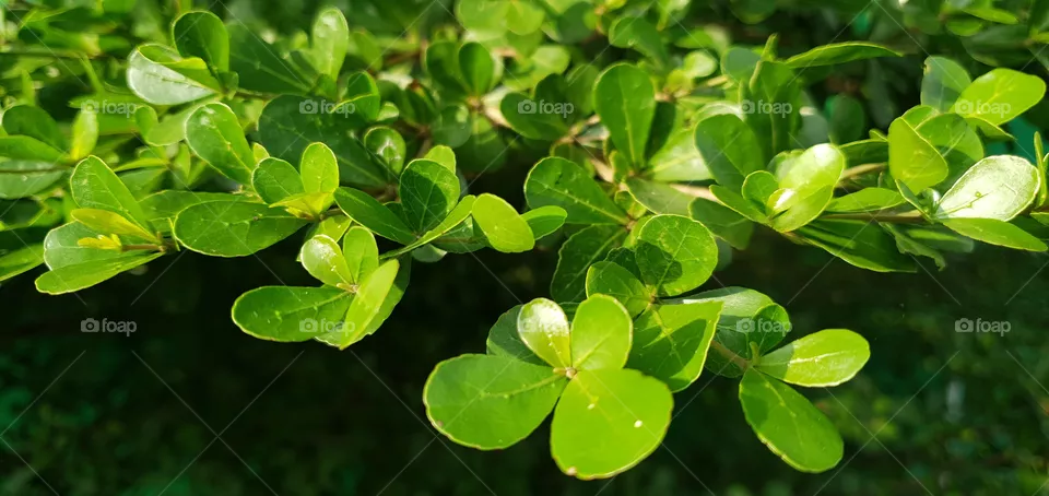 green leaf for desktop