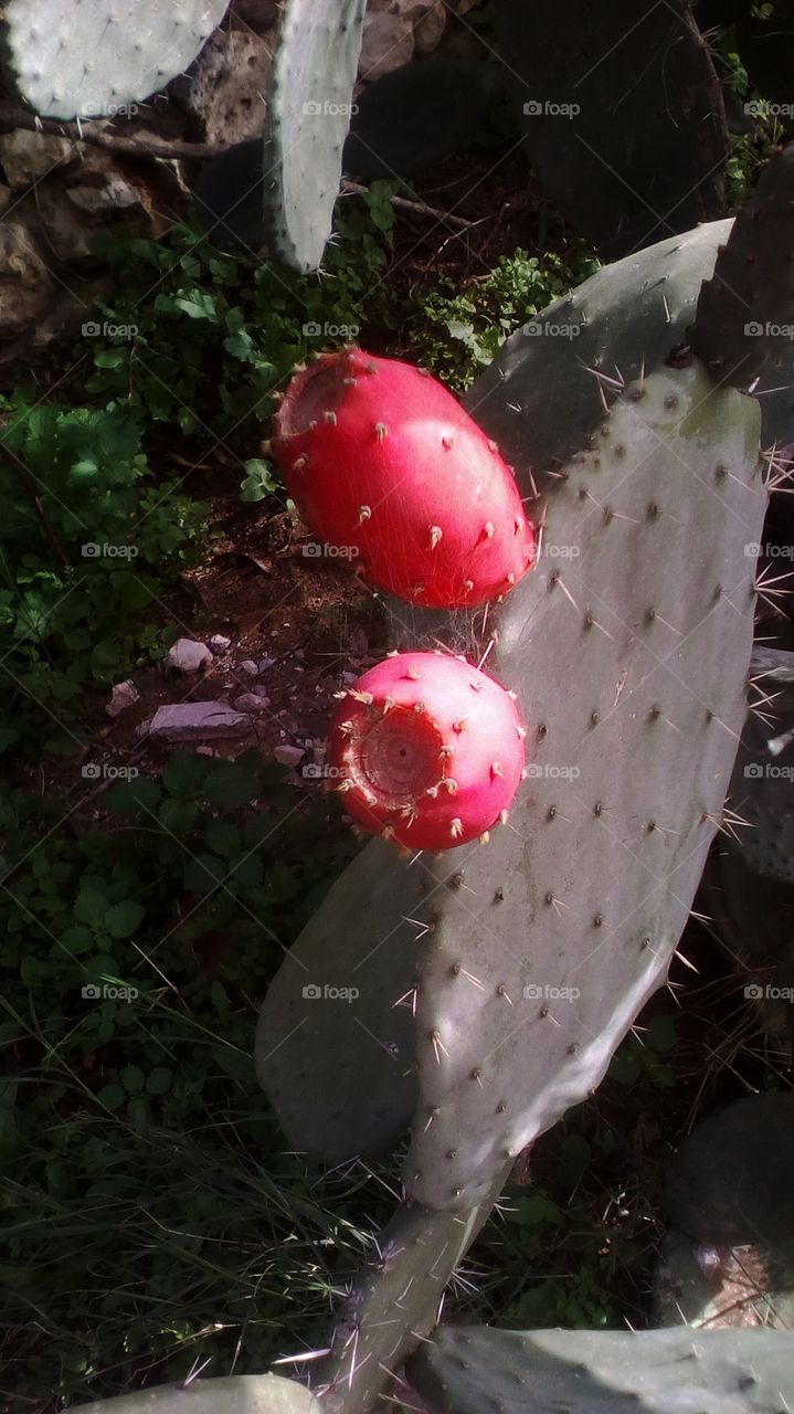 Cactus with his fruct in nature