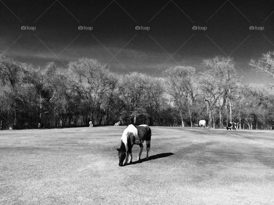 Horse in a field. Black and white photo of horse in a large field. 
