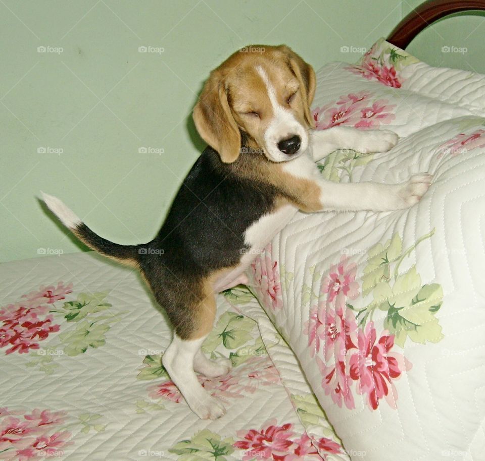 Nap beagle