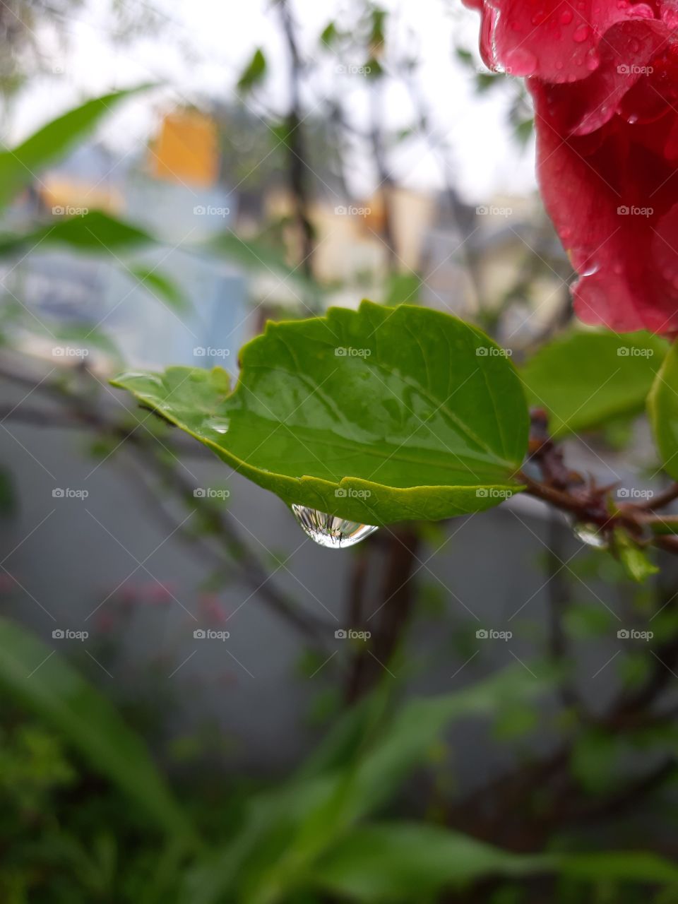 water drop
