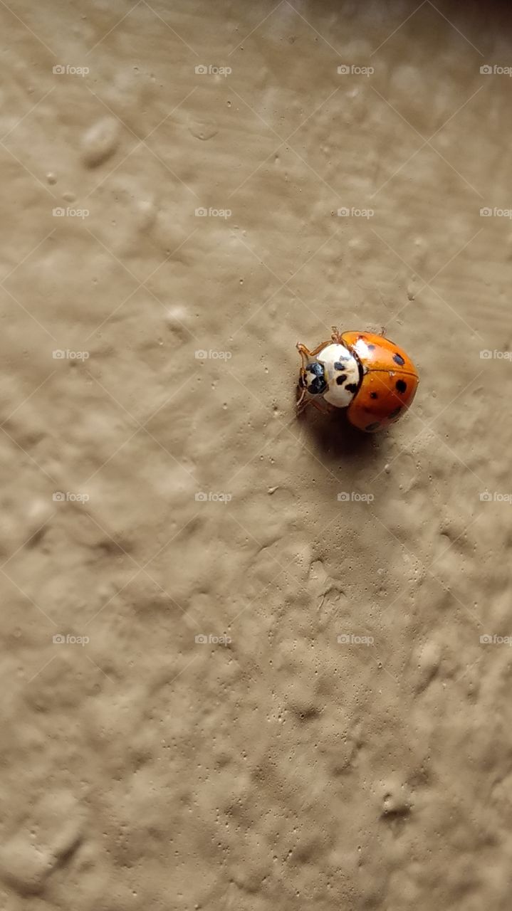 close up ladybug