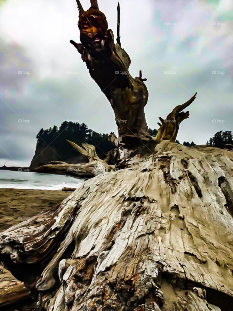 Driftwood in LaPush 