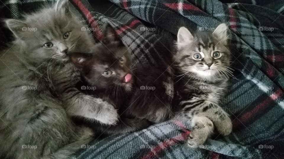 there baby kitties