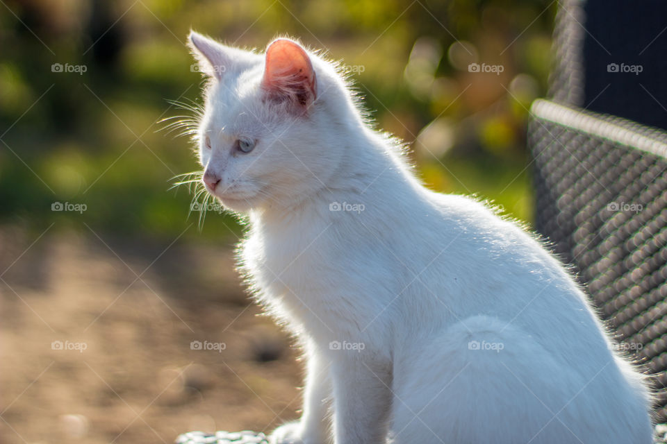 white deaf cat :(