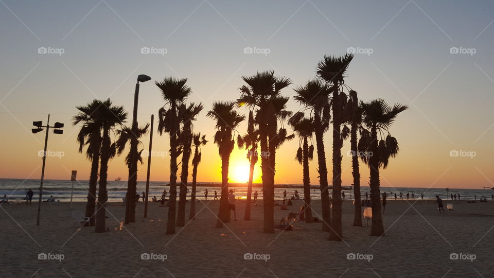 Beach, Sand, Seashore, Palm, Tree