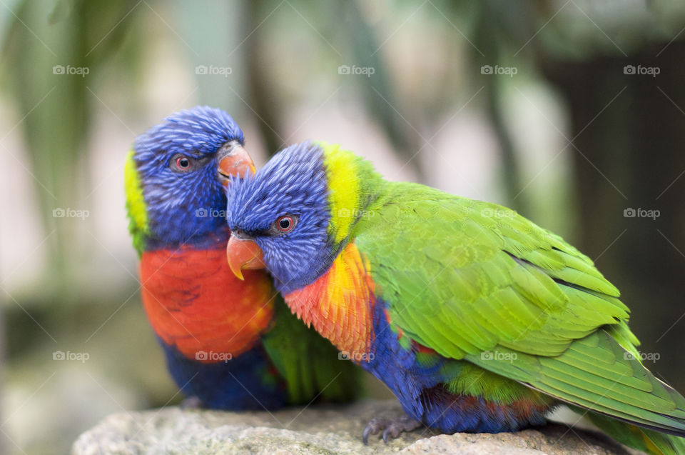 two rainbow lorikeet multicolored parrots brush each other with feathers, colorful natural background, wildlife