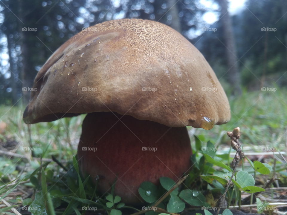 cep