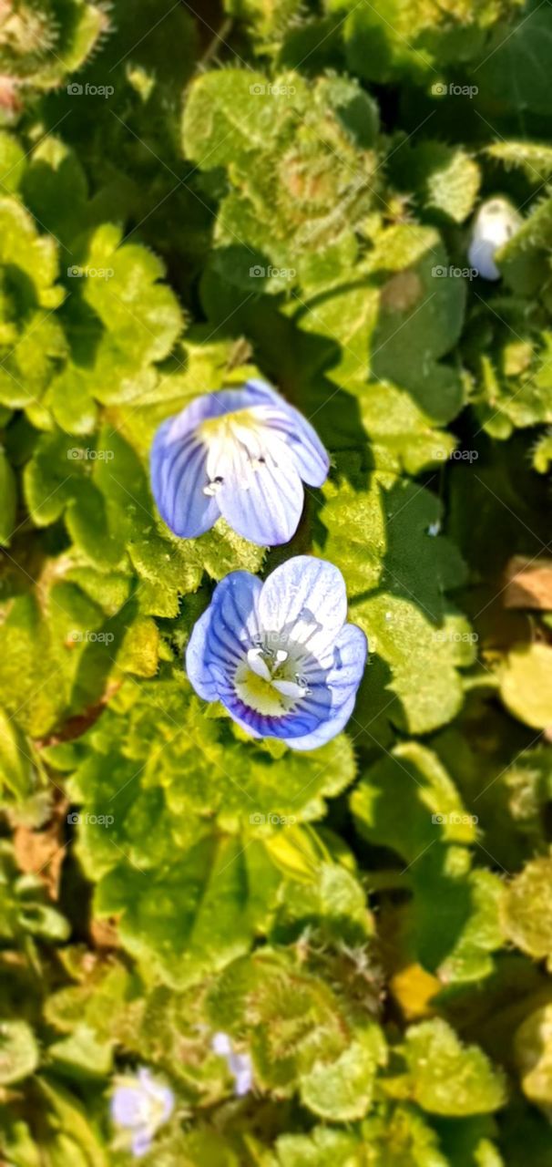 First spring flowers