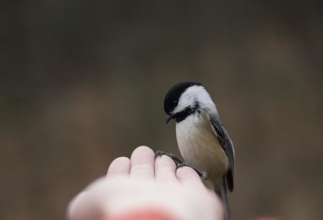 A Warm Perch; Black-Capped Chickadee perched sideways on a Woman’s Hand. Up close and personal.
