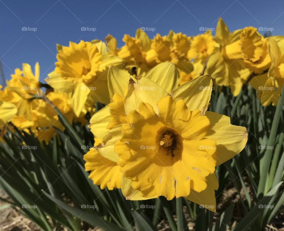 Yellow Daffodils bloom in the flower fields on a sunny spring day in the Netherlands. 