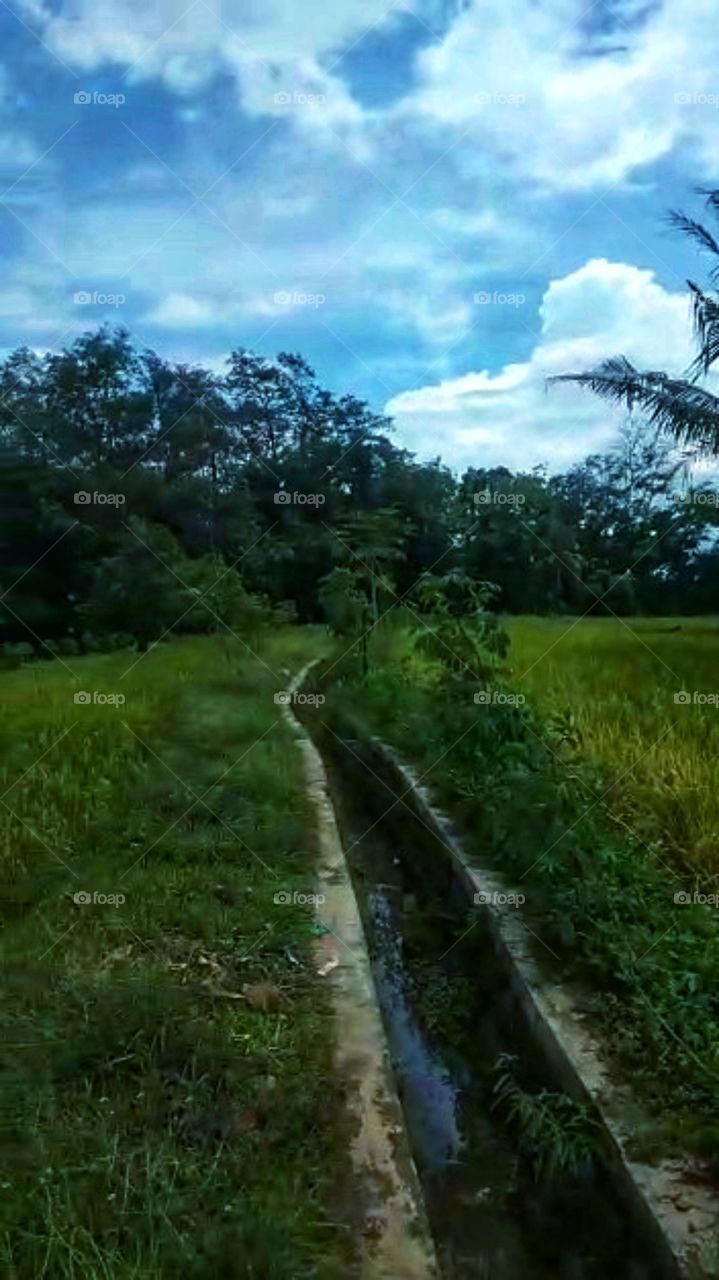 A small river divides two rice fields