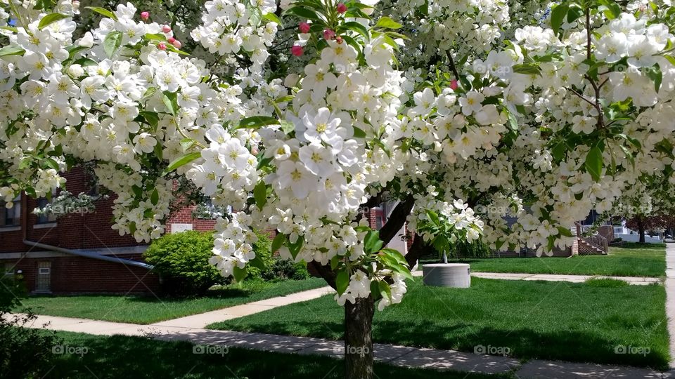 Springtime blossom, flowering tree.