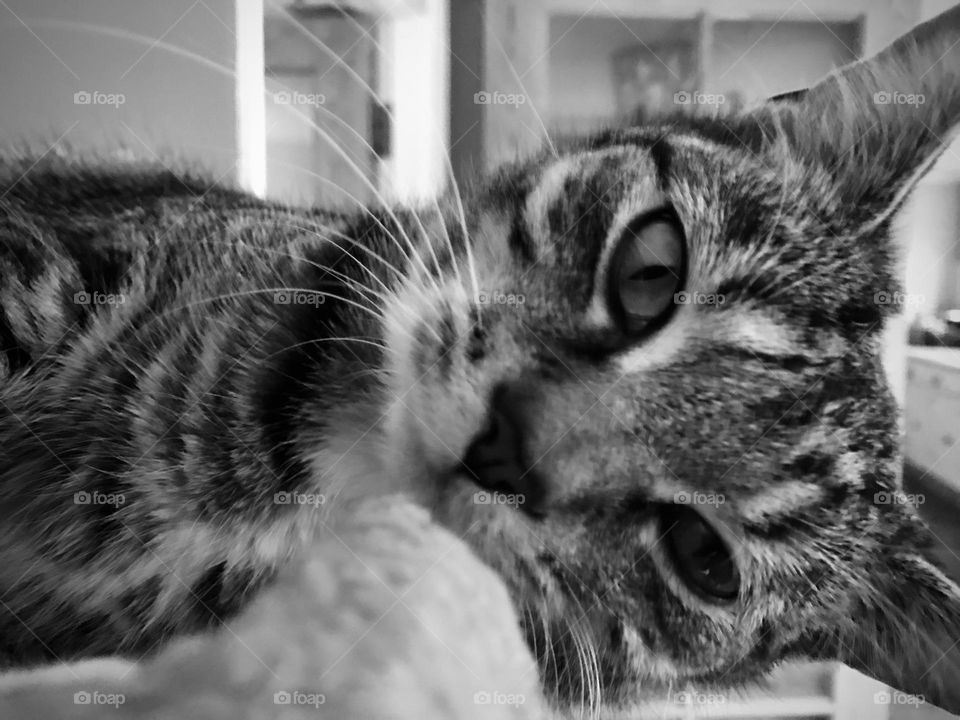 Loving gaze of a beloved tabby cat. Black and white close up of face. Laying on side