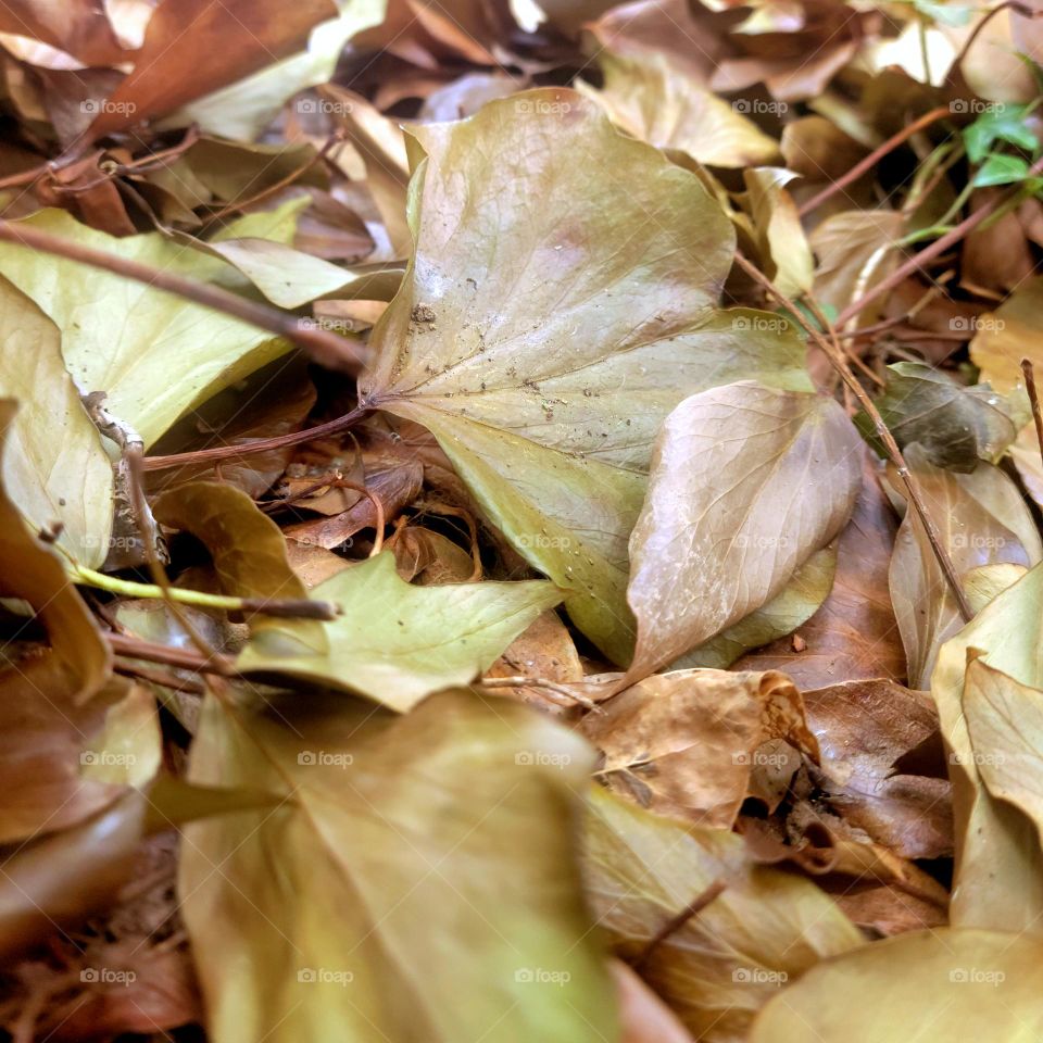 leaf litter