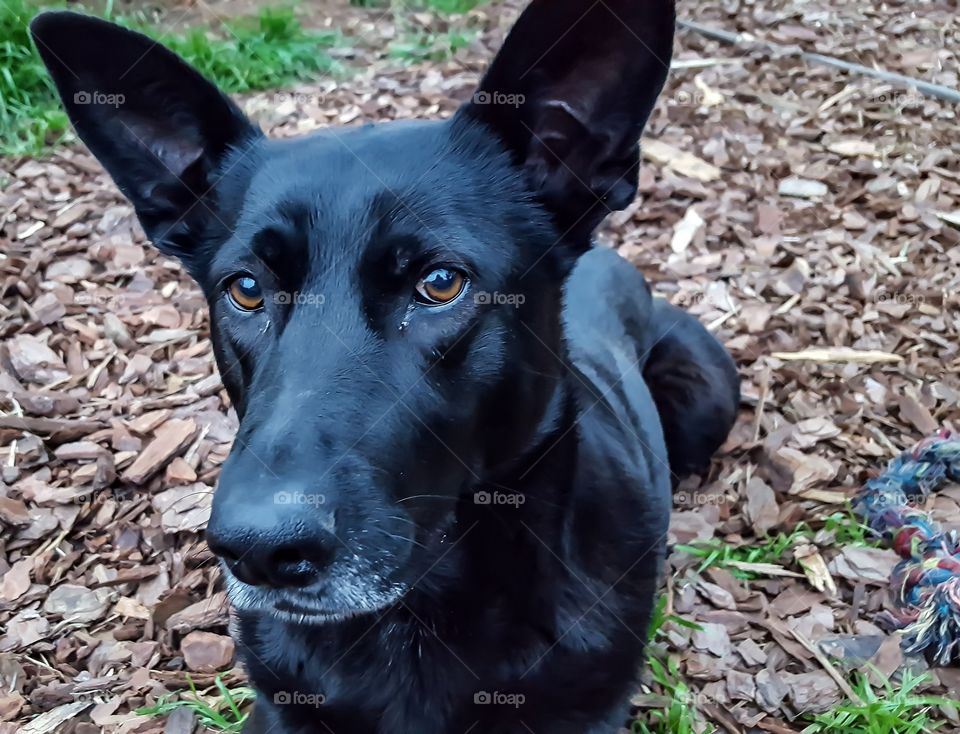 Reba- Reba is our sheppard lab mix. Sweet girl.