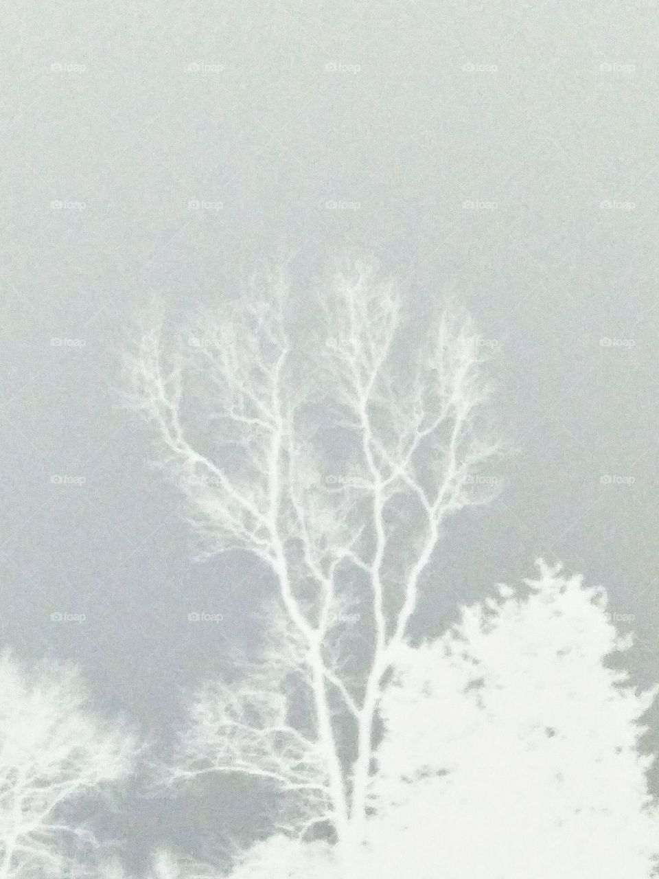 ghost tree