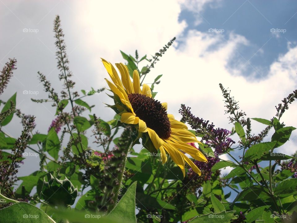 Sunflower & Butterfly Bush both in full bloom.