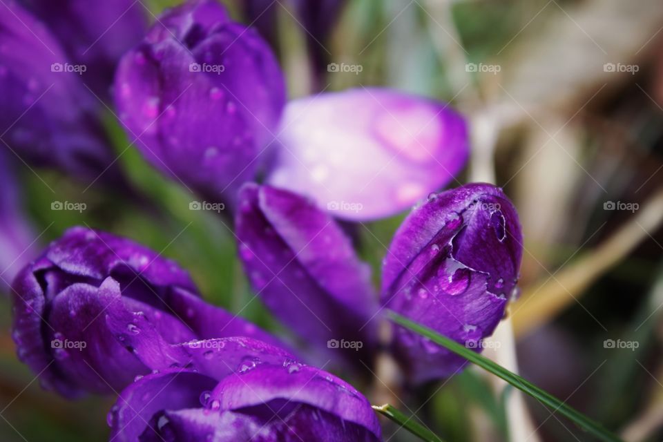 purple flower